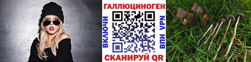 Купить где  Покровск  Псилоцибиновые грибы Psilocybine cubensis 
